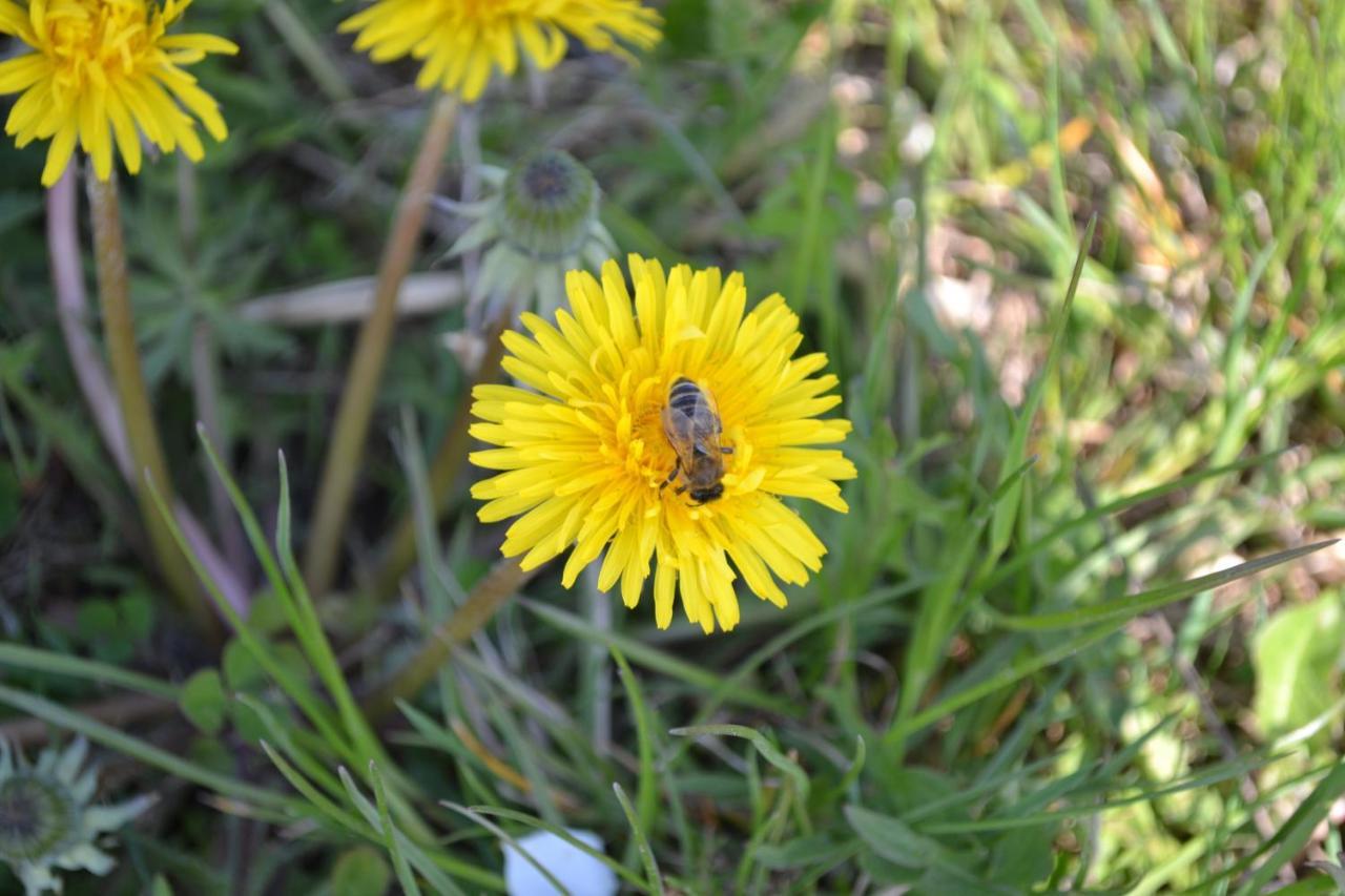 דירות Aurach am Hongar Biohof Auinger, Der Tiererlebnishof מראה חיצוני תמונה